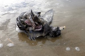 Carcass in the swash