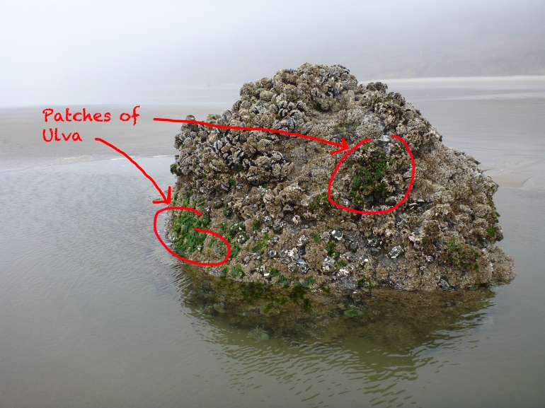 Ulva patches on the protected southeast side of a surf-swept rock