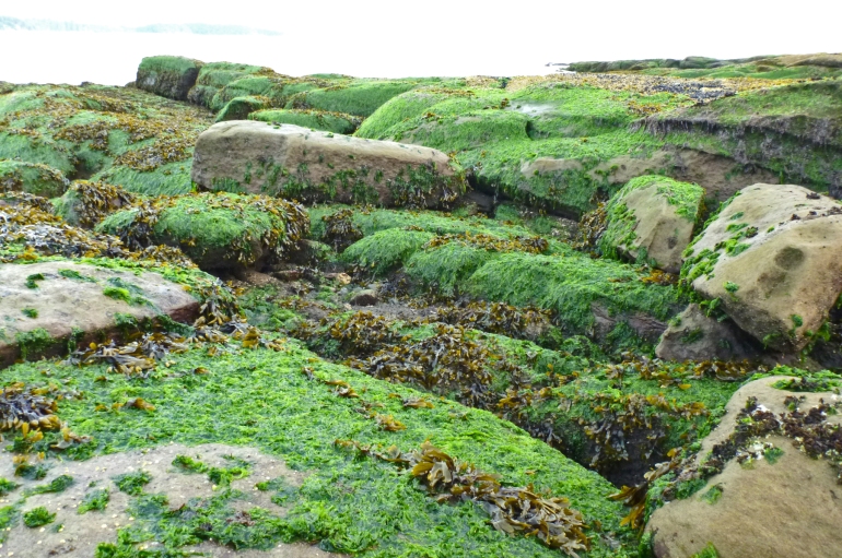Lush growth of Ulva (bright green) exposed at low tide