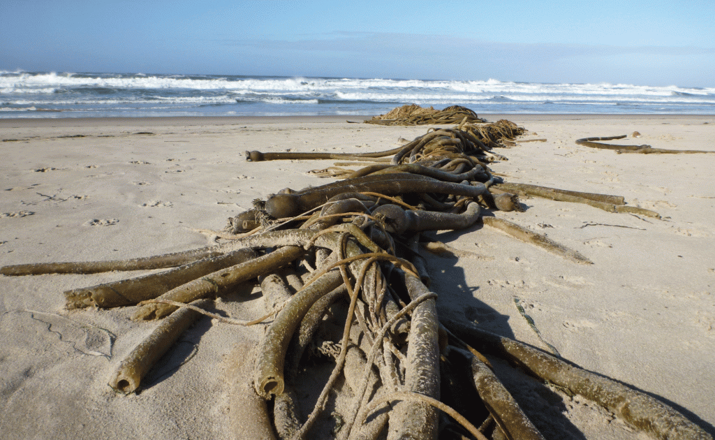 A long tangles drift mass on beach sand. Surf in the background