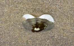 Butterfly shell (chiton valve)
