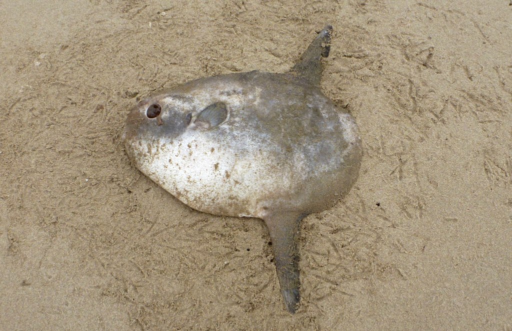Mola mola, dead on sand