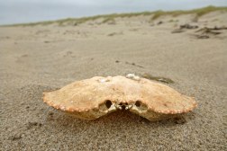 Dungeness crab carapace