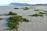 Gazing down the beach at a long lineup of drifted clumps of eelgrass