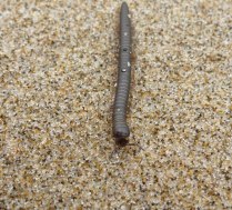 An intertidal millipede?
