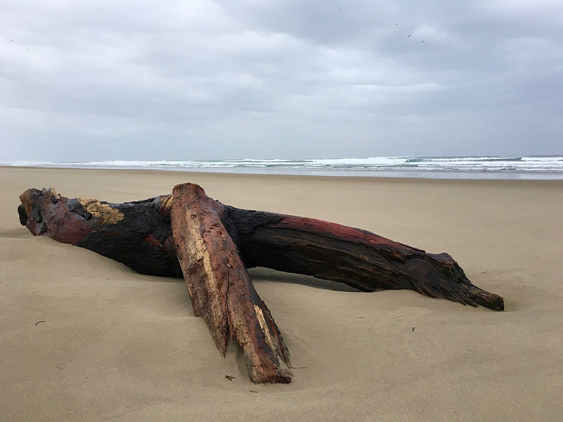 Drift log on a lonely beach, surf in the background