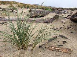 Beachgrass, Ammophila arenaria, pioneering down onto the backshore among the wrack; dunes covered with a beachgrass monoculture in the background