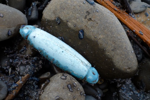 A common blue float on Oregon beaches | March