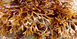 Forked seaweed, I'll buy that - Ahnfeltiopsis is always flirting with sand burial
