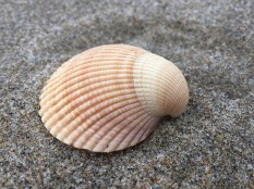 drifted shell on wet sand