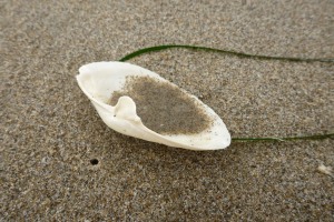 Bleached white shell on wet beach sand