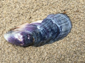 Mussel shell (outer surface) in beach sand