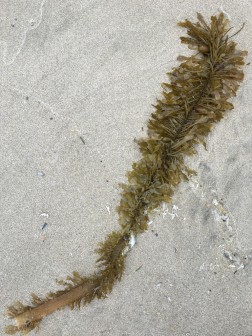 Drift fragment on sand