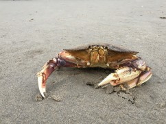 dungeness crab exposed on the sand at low tide