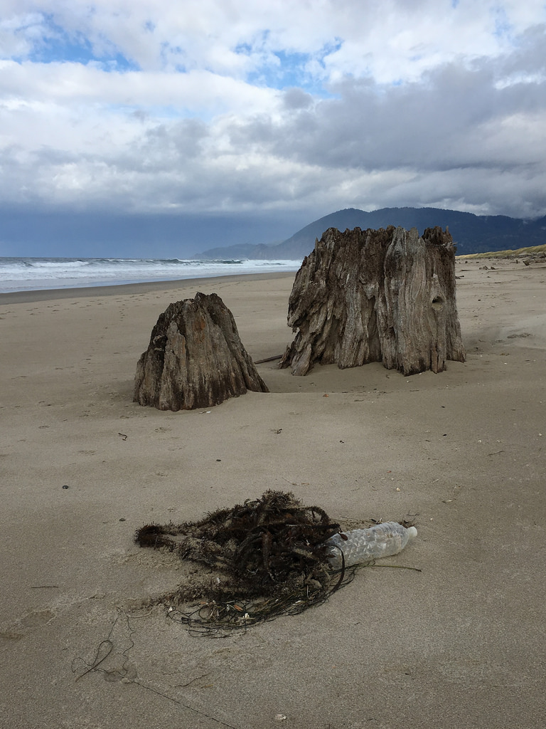 Old growth stump projecting from the sand