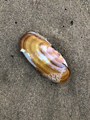 Razor clam shell on beach sand