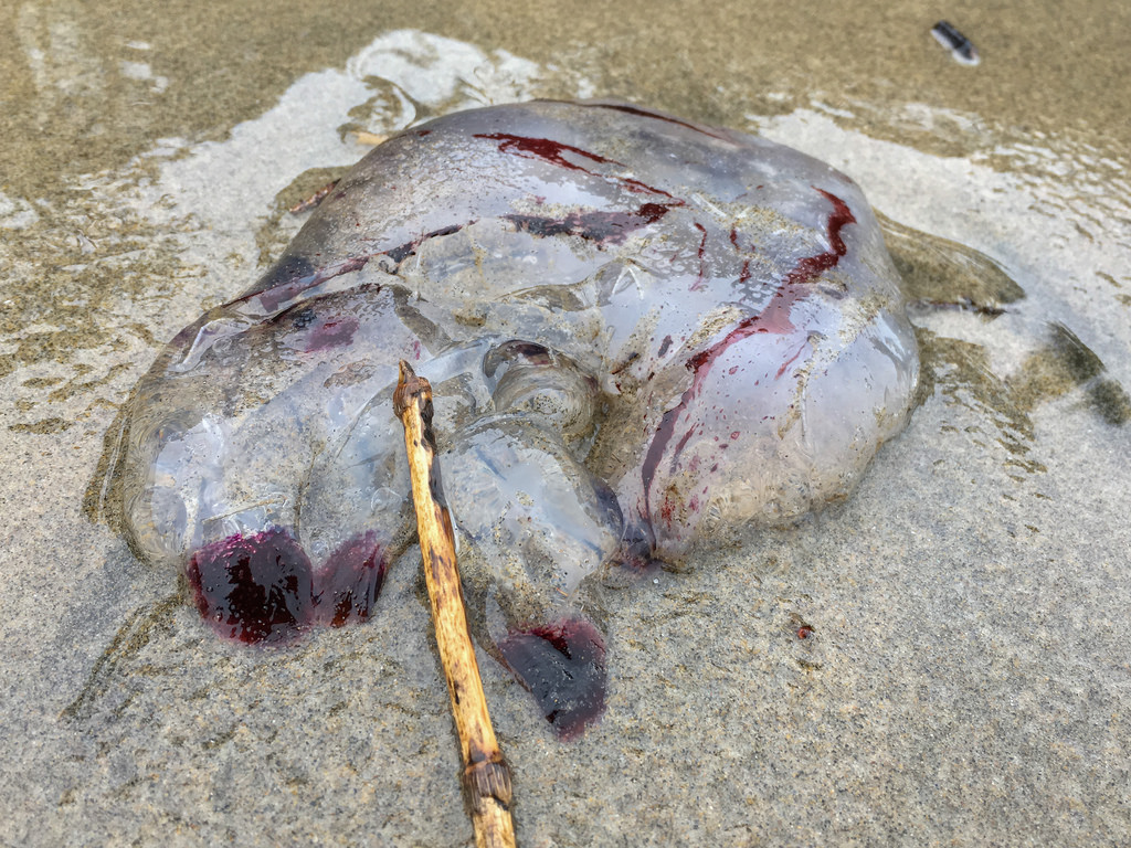 Purple-striped jellyfish, Chrysaora sp., washed up in the drift line.