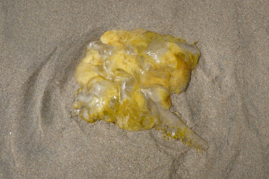 Fried egg jellyfish, Phacellophora camtschatica washed up in the drift line.