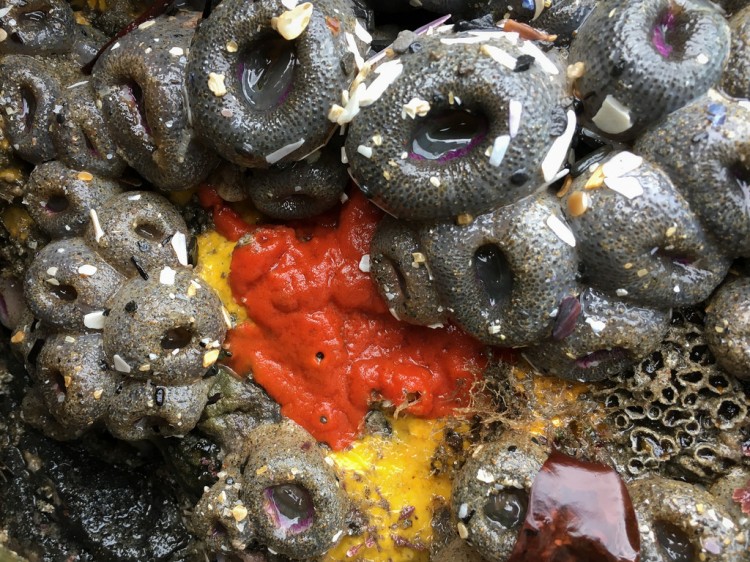 A bright red sponge surrounded by aggregating anemones, exposed at low tide