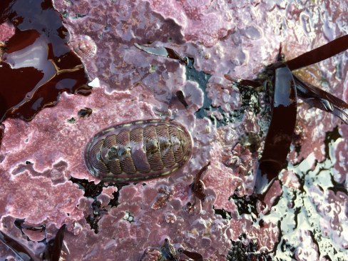 Corallines and chitons layer the lower intertidal