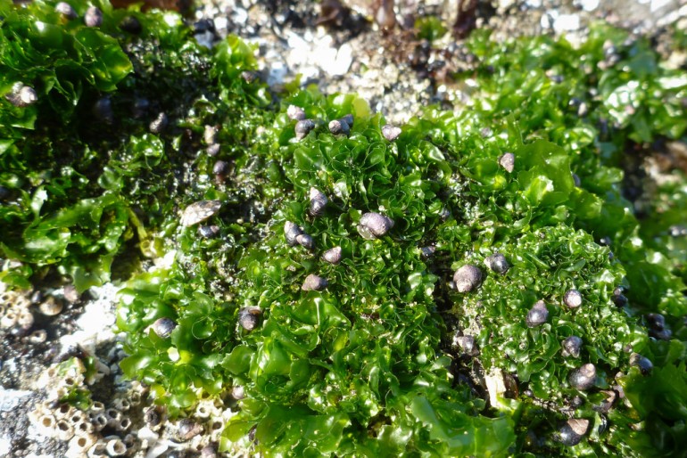 Bunch of Littorina, putting some heavy grazing on a patch of Ulva grazing