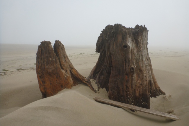Stump on dry sand, fog