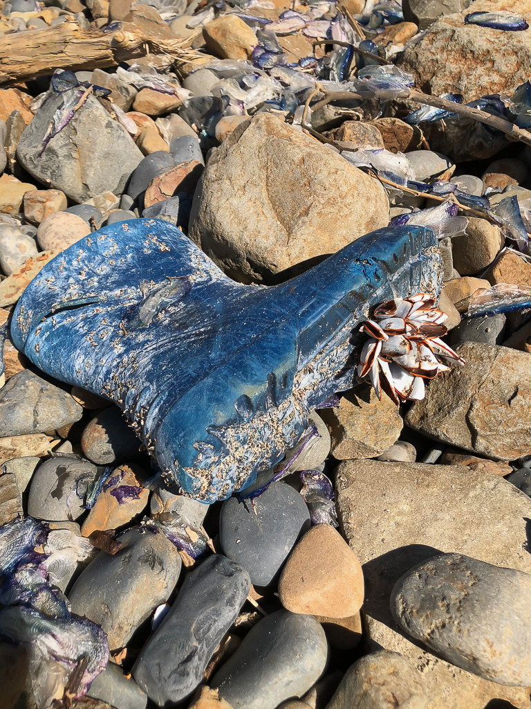Blu rubber boot with a clump of large pelagic goose barnacles on the sole