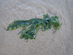 drifted sea lettuce on sand