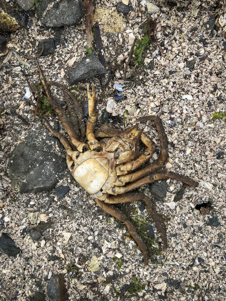 Dead, upside down, exposed on a gravel shore