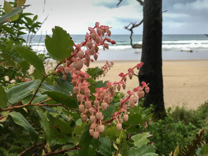 Salal, overlooking the surf zone