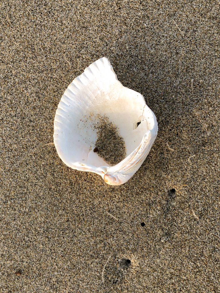 Upturned shell, internal surface exposed