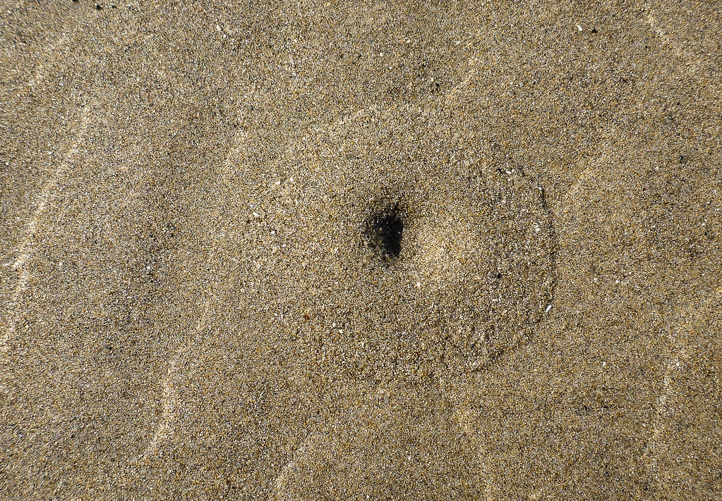 A volcano-like mound in the sand, indicating a razor clam beneath