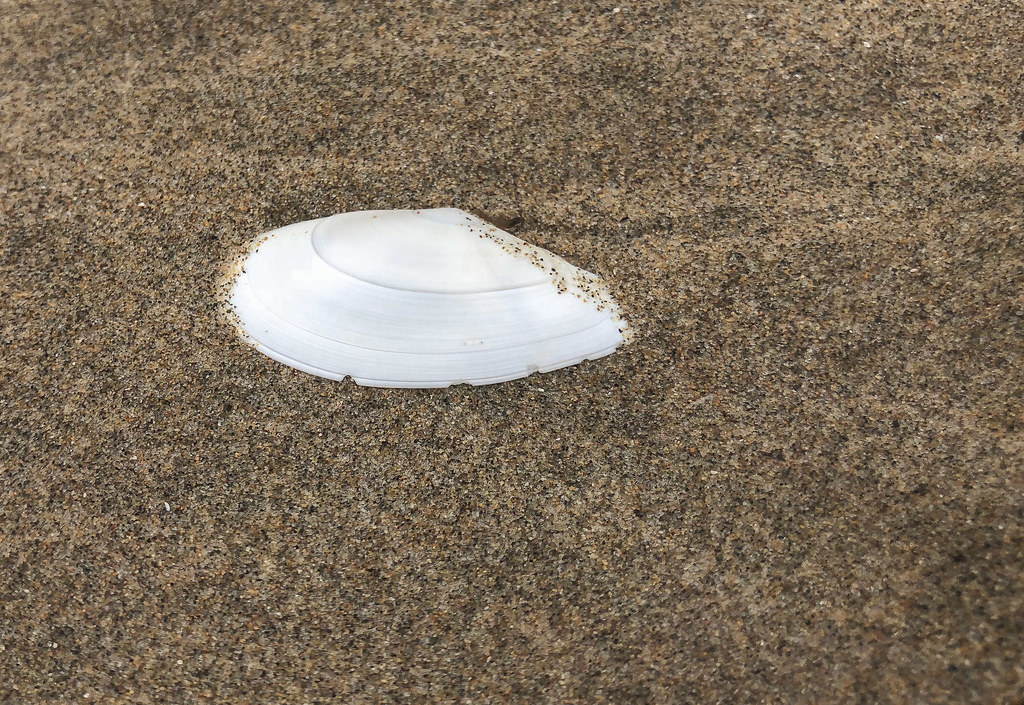 Exterior tellin shell on sand, mostly exposed