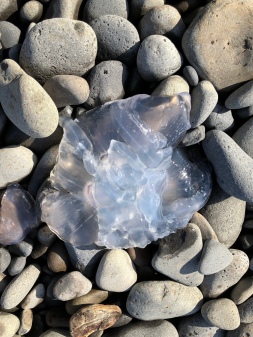 Translucent jelly fragment on cobbles