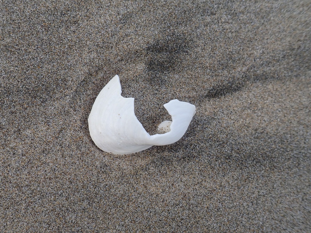 Gaper clam fragment on wet sand