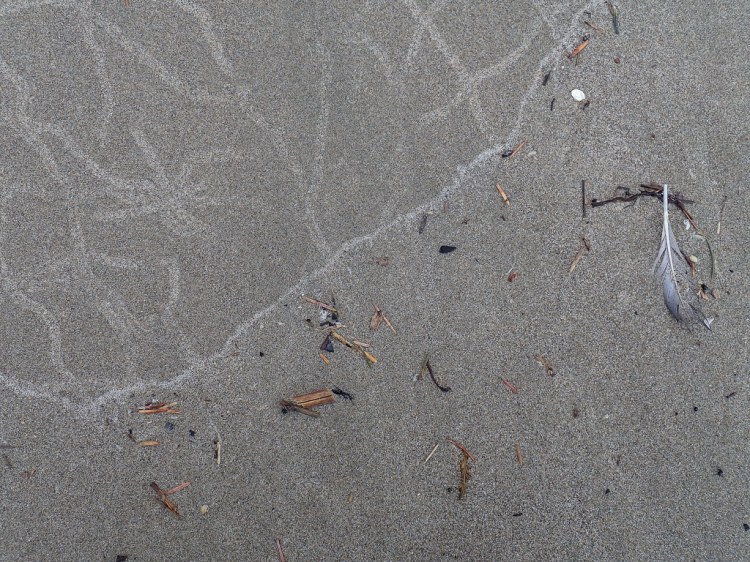 Invertebrate tracks in the sand, partially washed away in the swash