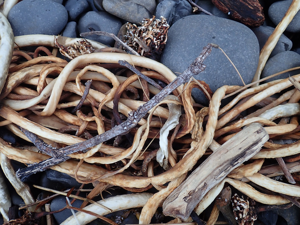 A dried tangle in the cobbles, among some woody terrestrial matter