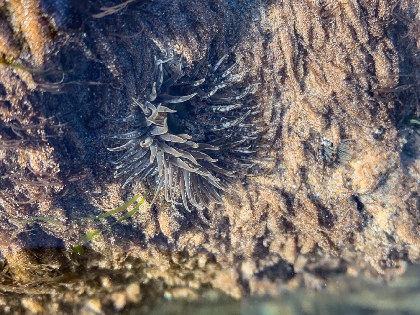 Anthopleura artemisia extending its tentacles from a hole in a clear tidepool.