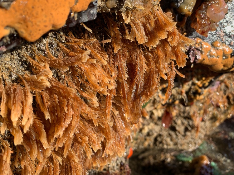 A medium closeup view of a patch of Aglaophenia exposed on a rock at low tide. An colonial orange tunicate encrusting the rock at the upper left.