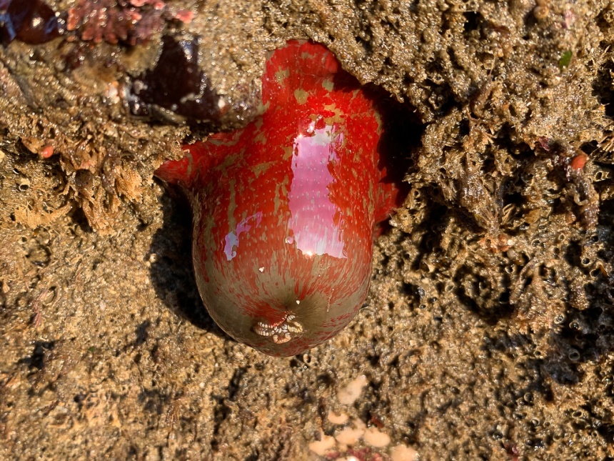 A primarily red Uticina (probably) with some olive on the oral end of the column.