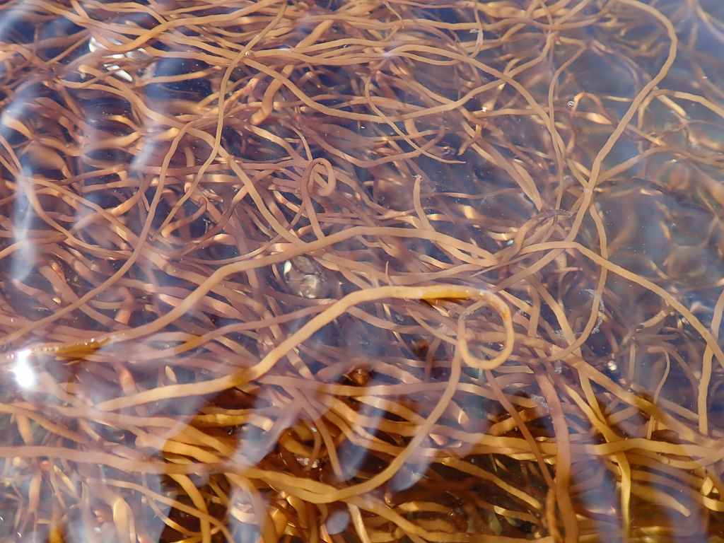 Kind of close up look through the ripples on a tide pool's surface
