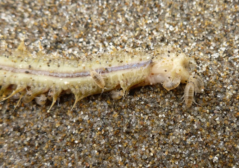 Dead goddess worm on sand. a few beach hoppers nibbling on the carcass.