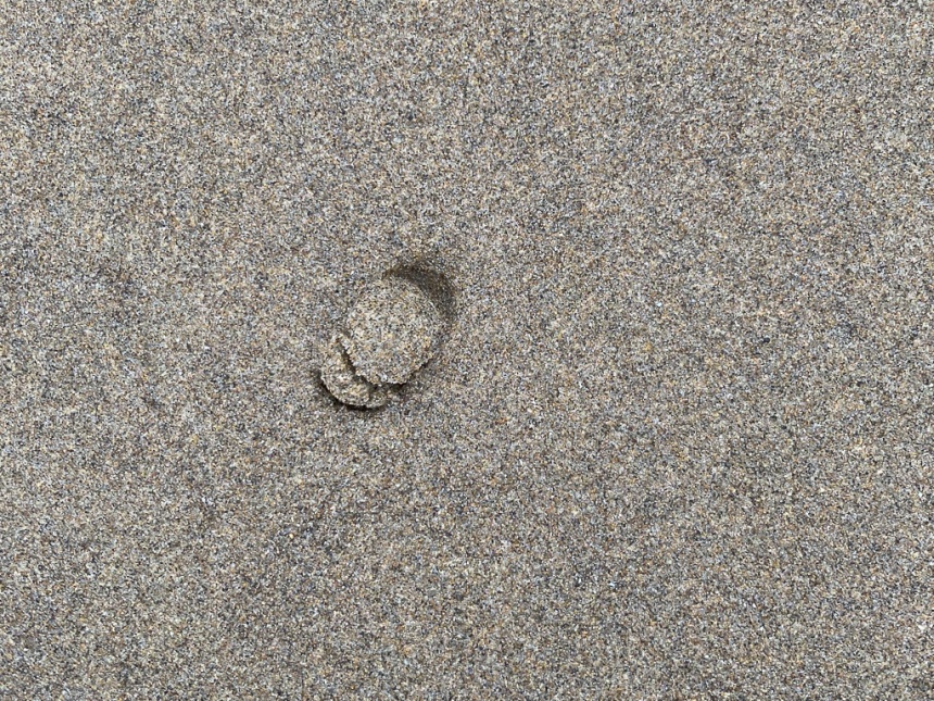 Just a little round show (no snail) on wet sand