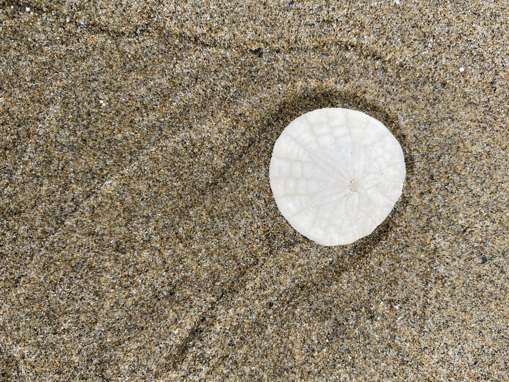 A bleached sand dollar on sand with signs of swash left in the sand around it.