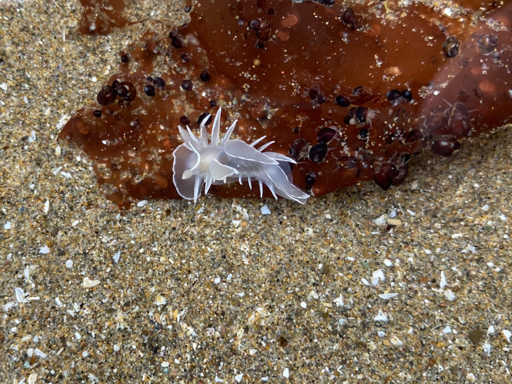 Medium range view of a single white-lined dirona traversing a red blade (which hosts a collection of tiny snails) in a shallow, sand-filled pool.