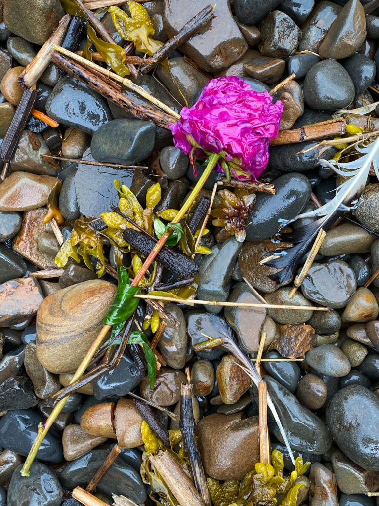 A florist's peony among drifted Fucus, Ulva, and a feather up in the cobbles