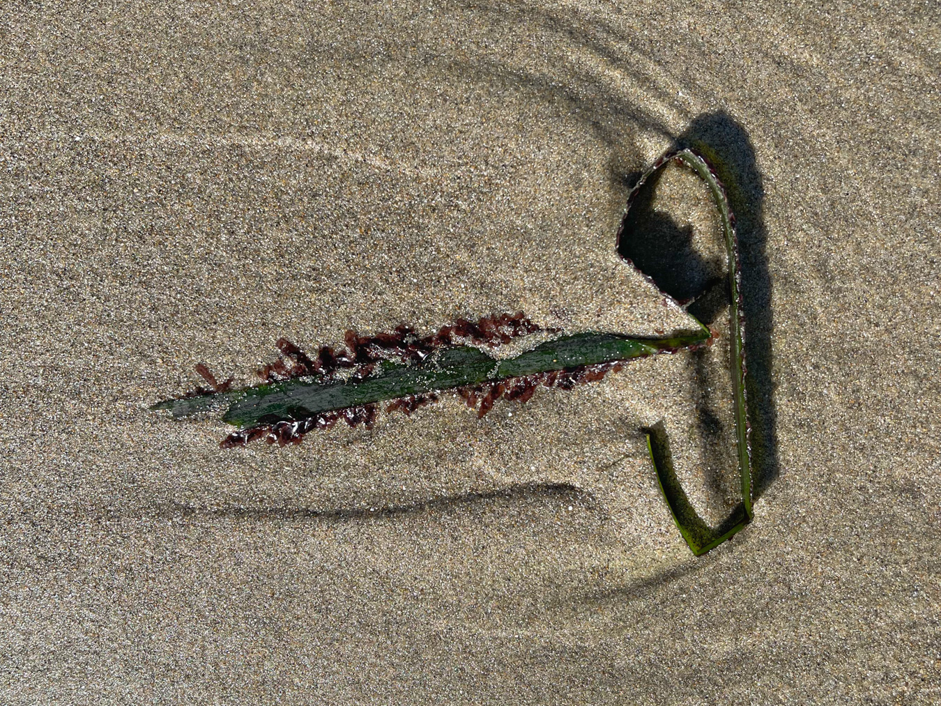 A single zoster blade on wet sand. Smithora along its edges