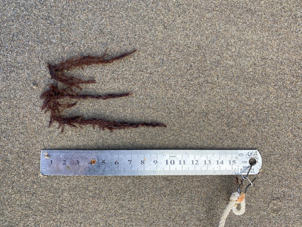 Some tangles branches of Savoiea, aid out on the sand reach 10 cm in length.