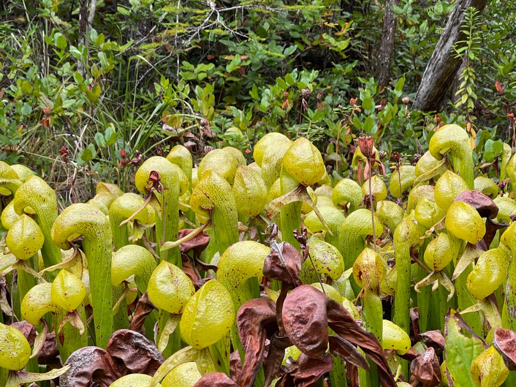 Fairly close look at 30 or so Darlingtonia stems. Salal and forest behind. 