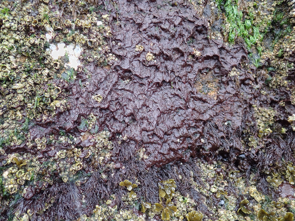 A red carpet of short fibers among acorn barnacles